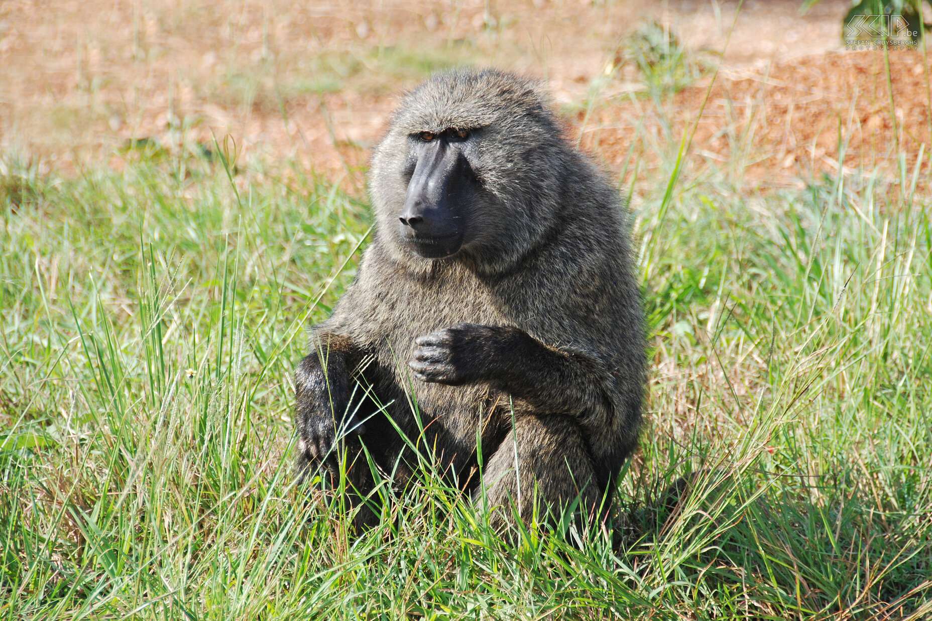 Murchison - Baboon The Nile flows through Murchison NP which makes this park look very green. Soon we ran upon the first baboons.<br />
 Stefan Cruysberghs